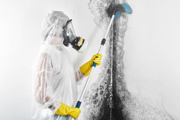 Mold Documentation for Insurance Claims in Barton, NM