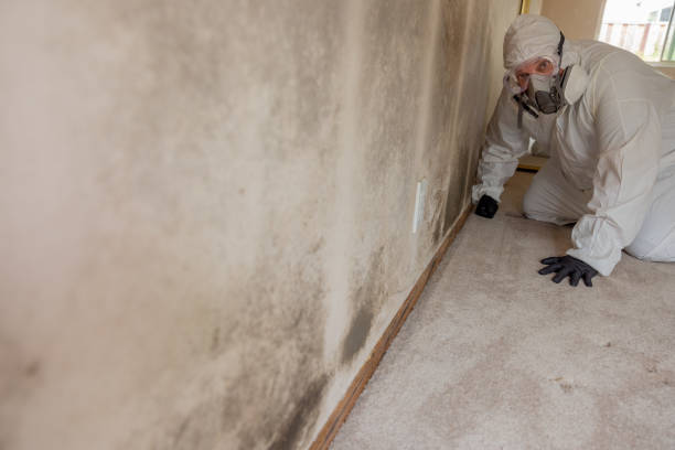 Best Post-Construction Mold Inspection  in Barton, NM